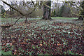 Snowdrops in Chippenham Park in CB7 5PT