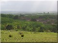 Wooded hillside above Bulford Camp in SP4 9JW