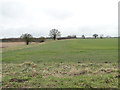 Fields and hedgerows from Martin's Lane, Shotesham in Shotesham