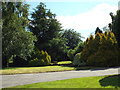 Mature conifers in a front garden, Rowney Green in B48 7QS