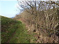 Chandler's Coppice and footpath between North Poorton and Loscombe in DT6 3TL