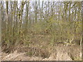 The edge of the wood in Kirkby Underwood