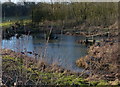 Small pond next to Bagworth Lane in LE67 1AS