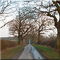 Trees and hedgerows on Tofts Chase, Little Baddow in CM3 4BY