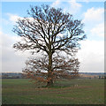 Oak tree near bridleway, Woodham Walter in CM3 4BZ