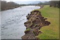 Bank erosion by the Tweed in Tweeddale East Ward
