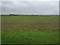 Flat farmland, Boughton in NG34 9QB