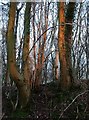 Sunlit trees, Bishop's Wood, Marlin Hill in HP23 6LU