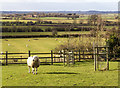Sheep on footpath to Ullington in CV37 8DS