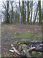 Remains of campfire in woodland near Long Covert, Downall Green in WN4 9NH