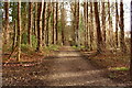 Woodland Track to Laughlanglen Road in KA7 3RN