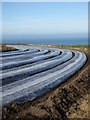 Plasticulture in a clifftop field at Sennen in TR19 7BY