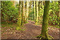 Woodland Path in Rozelle in KA7 4NQ