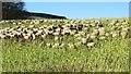 Sheep on kale in PH2 7RY
