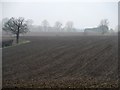 Fallow fields, bare trees and mist in CM6 3QU