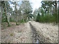 Parkhill Inclosure, forestry track in Brockenhurst & Denny Lodge Ward
