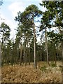 Parkhill Inclosure, conifers in Brockenhurst & Denny Lodge Ward