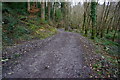 Forestry Track, Henroost Wood in PL6 7FH
