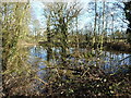 Tiny roadside pond on Eastcote Lane in B92 0HY
