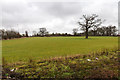 Fields east of National Motorcycle Museum in B92 0HJ