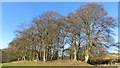Beeches above Fingask in PH2 7RY