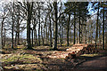 Woodland near Mid Dod in DD8 2YL