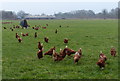 Free range chickens at Johnsbrook Farm in LE9 7TS