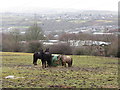 Horses near Pengam in the Rhymney Valley in NP12 3NR