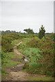 Path across Canford Heath in BH17 9EP