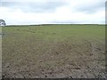 Sheep pasture, east of Buttoner House Farm in Lindley