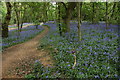 Bluebells in Lassington Wood in GL2 8LU