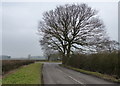 Tree along Pingle Lane in LE9 7TS