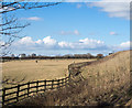 Fence at field edge near to Cowpen Bewley in TS23 4BF