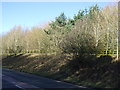 Trees beside the A614, Driffield in YO25 5FY