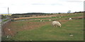 Sheep grazing on the former bomb-storage park at Cae'r Mynydd in LL55 3NF