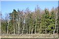 Woodland beside the A614 in YO25 9DP