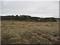 Moorland and Copse south of Barrasford Park in NE48 4BB