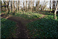 Woodland paths in Histon in CB3 0WT