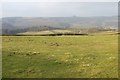 Pasture off Llanshay Lane in Knighton Community