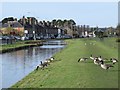 Canada geese by the New River south of Ware in SG12 9NL