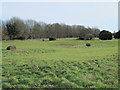 Field and woodland east of the New River in SG12 9NL