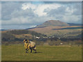 Dalesbred ram and Pen-y-Ghent in BD24 0LG