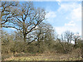 Oak trees on the edge of The Carrs in NR14 8LQ