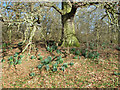 Daffodils at the foot of an old oak tree in The Carrs in NR14 8LQ