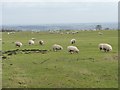 Sheep grazing on Rigton High Moor in LS17 0AE