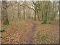 Path through Small's Copse in RG23 7DY