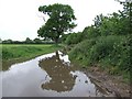 Oak reflected in Flooded Track in NR10 3PN