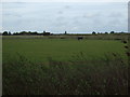 Grazing, Meads Farm in PE20 3SJ