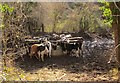 Cattle by Lower Knowle Road in TQ13 9SP