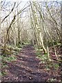 Path in Beadale Wood in YO18 8PT